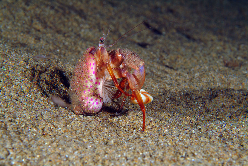 Paguro con Spisula subtruncata